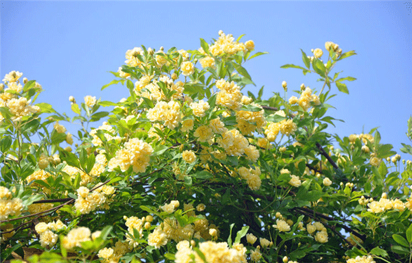 很多人都喜歡花花草草，但是咱們室內該擺什么就不是那么清楚了。