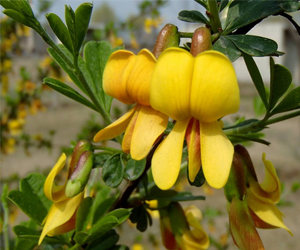 錦雞兒的功效以及價格？