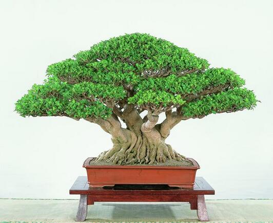 榕樹繁殖的速度快嗎？是怎么繁殖的呢？