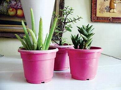 盆栽蘆薈用什么盆子好？怎么養(yǎng)？