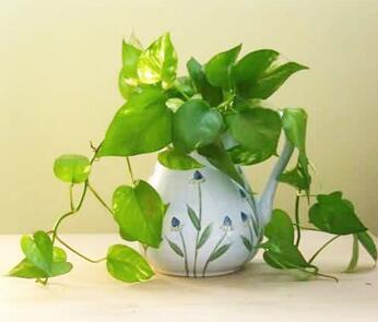 你知道綠蘿的花語嗎？