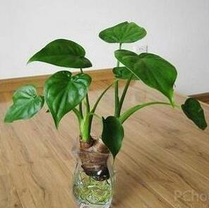 滴水觀音好養(yǎng)嗎？有什么作用嗎？