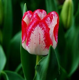 郁金香放在室內(nèi)有影響嗎？