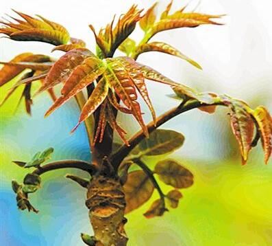 香椿營養(yǎng)價值高嗎？