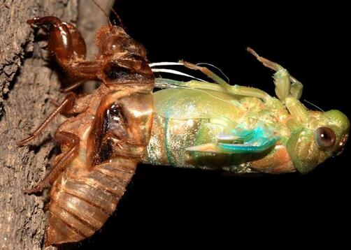 金蟬脫殼是什么意思？