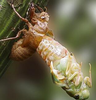 金蟬脫殼成語解釋