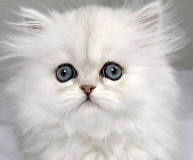 金吉拉貓多少錢一只呢？怎么選擇呢？