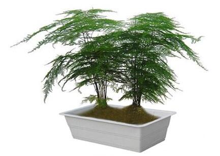 文竹好養(yǎng)嗎？會開花嗎？