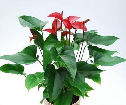 怎么才能讓紅掌開花呢？