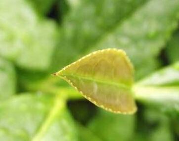 怎么預(yù)防茶白星病呢？好治嗎？