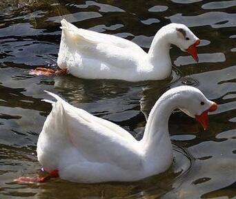 鵝和鴨有哪些區(qū)別？怎么分辨呢？