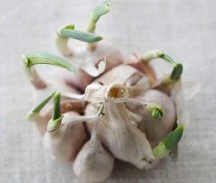大蒜發(fā)芽是壞了嗎？還可以吃嗎?