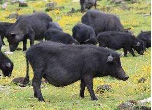 藏香豬多少錢一斤？有什么功效呢？