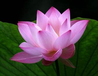 荷葉有哪些功效呢？