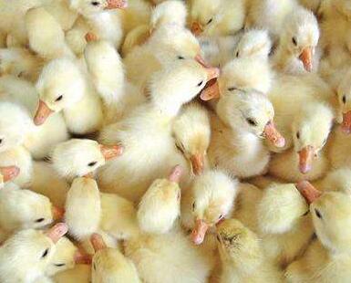 鵝苗多少錢一只？怎么挑選鵝苗呢？