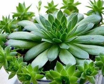 景天科觀音蓮子好養(yǎng)嗎？葉子下垂怎么辦呢？