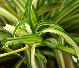 吊蘭放在屋子里好嗎？