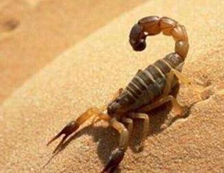 蝎子多少錢一斤？有哪些功效呢？