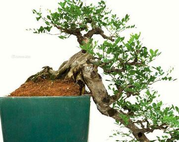 九里香好養(yǎng)嗎？